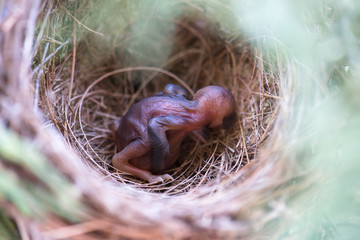 Newborn Bird in Bird's Nest