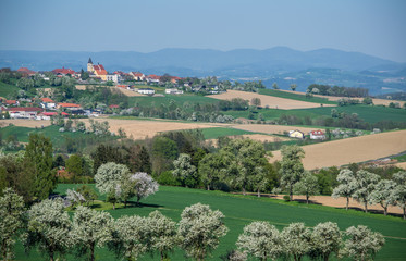 Obstbaumblüte im Strengberger Hügelland