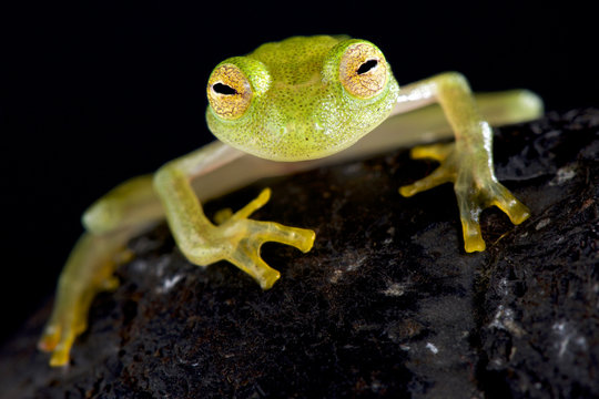 Glass frog (Hyalinobatrachium cappellie)
