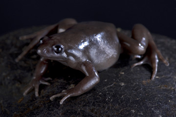 Costa Rica Nelson frog (Ctenophryne aterrima)