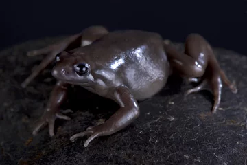 Crédence de cuisine en plexiglas Grenouille Costa Rica Nelson frog (Ctenophryne aterrima)