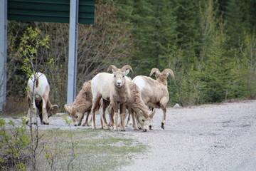 Fototapeta premium Female Bighorn Sheep, Banff National Park, Alberta