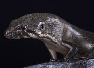 Odd-chinned Giant Skink (Eugongylus mentovarius)