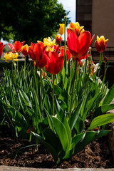 red and yellow tulip garden outside Riquewihr, Alsace.