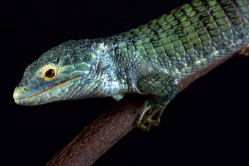 Bocourt's arboreal alligator lizard (Abronia vasconcelosii)