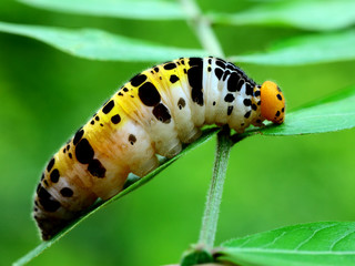 larvae ef butterfly