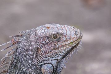 Iguana, tropical animal Costa Rica