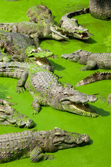 There are many crocodiles in the crocodile cattery. Some crocodiles with open mouths.