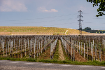 Bare Vineyards at sunset in April, before they start growing. Near Riquewihr, Alsace.