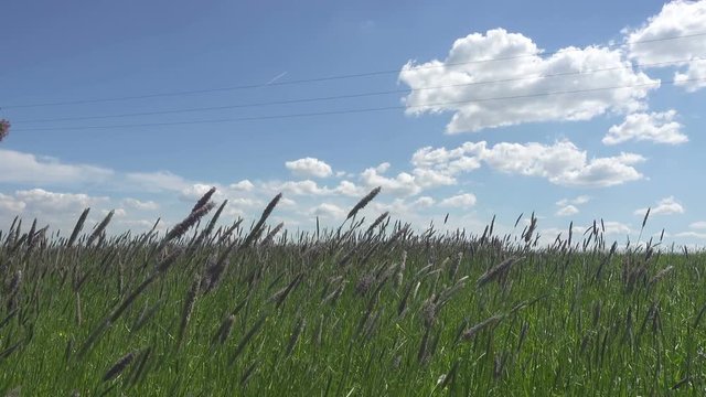 The strong wind inclines Timothy-grass Phleum pratense in field to summer sunny day