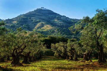 Allee von Olivenbäumen mit Blick auf Berg in Kalabrien