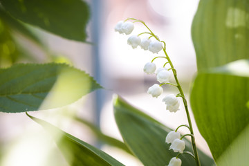 lily of the valley background, place for text.