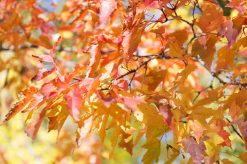 Colorful autumn leaves background.