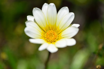 Obraz premium 花のマクロの世界