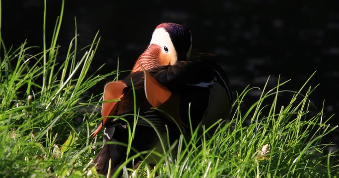 Single male Mandarin Duck bird resting on grassy wetland during spring nesting period
