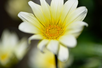 Obraz premium 花のマクロの世界