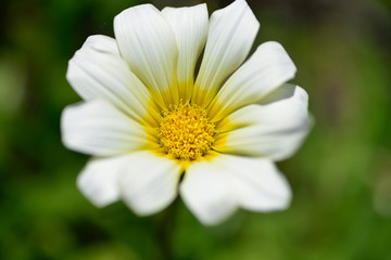 Obraz premium 花のマクロの世界