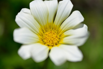 Obraz premium 花のマクロの世界