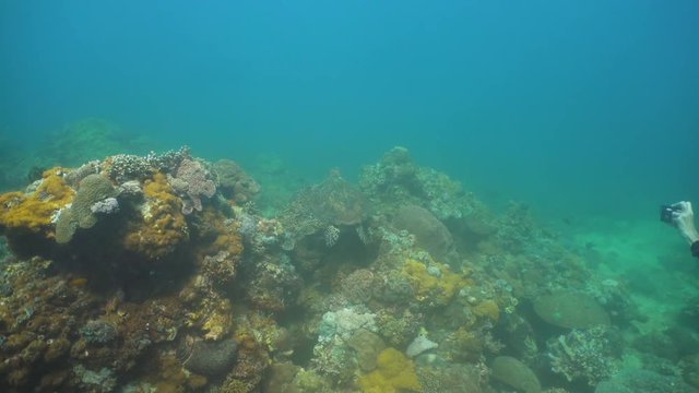 Divers take pictures of the sea turtle. Sea turtle between corals underwater. Wonderful and beautiful underwater world. Diving and snorkeling in the tropical sea. 4K video, Philippines.