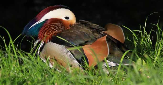 Single male Mandarin Duck bird resting on grassy wetland during spring nesting period