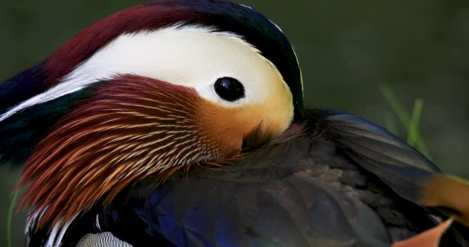 Single male Mandarin Duck bird resting on grassy wetland during spring nesting period