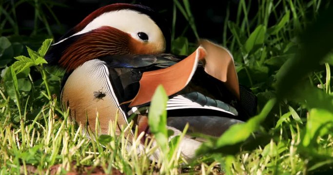 Single male Mandarin Duck bird resting on grassy wetland during spring nesting period