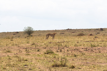 Fototapeta na wymiar The cheetah with a small impala. A cat is always a cat. Masai Mara, Kenya