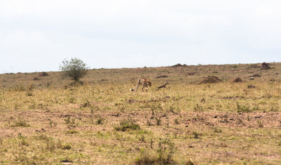 Fototapeta na wymiar The cheetah plays with a small impala. Deadly game. Masai Mara, Kenya