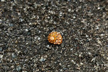 Spiral seashell on stone