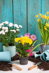 Photo of colorful chrysanthemums in pots near wooden fence