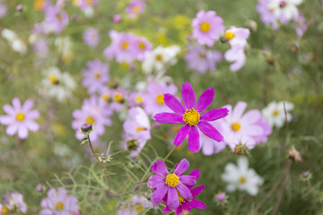 Autumn purple flowers blur background.