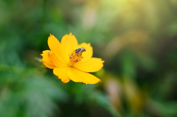 Single daisy flower and bee on spring time. bees turn nectar into honey.