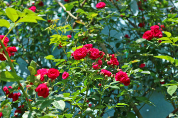 Obraz premium Róża