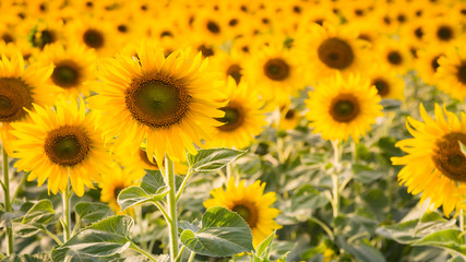 Naklejka premium Full bloom sunflower field gardening field, natural landscape background