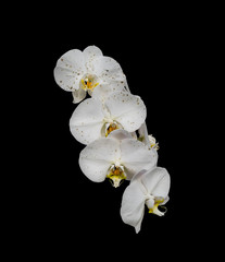 Fototapeta na wymiar White orchid phalaenopsis flower covered with water drops, isolated on a black background