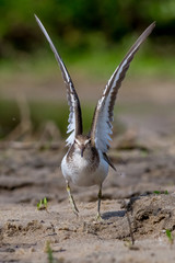 common sandpiper, bird, nature, sandpiper, wildlife	