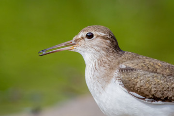 common sandpiper, bird, nature, sandpiper, wildlife	