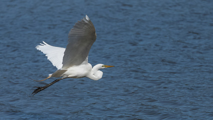 Fototapeta na wymiar Great egret, Ardea alba, beautiful white bird, portrait 