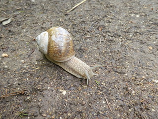 Weinbergschnecke