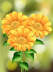 Beautiful Sunflower on Nature Background