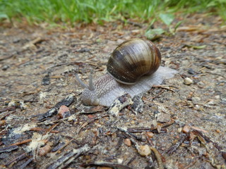 Weinbergschnecke