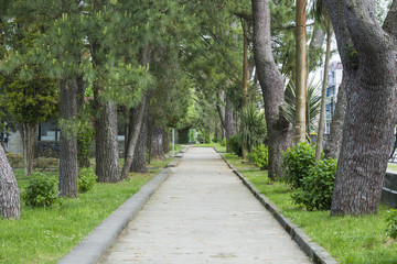Fototapeta na wymiar track in a park framed by pines