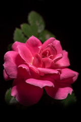 Pink rose on the dark background