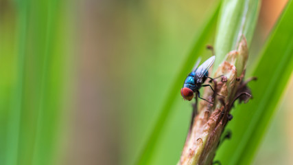 Closeup Red eyes fly on a stick 