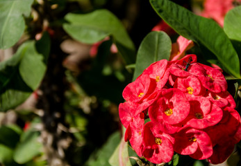 Red flower in the garden