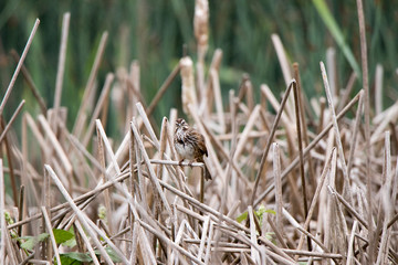 American Song Sparrow singing and cleaning on dead reeds