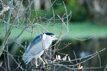Black-crowned night heron
