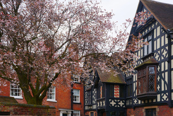 Blossoming Sakura tree and typical English building.