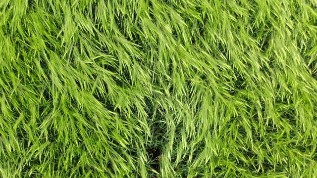 Luftbild, Kornfeld, gerste, gr&uuml;n, Flug &uuml;ber das Feld