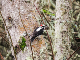 Hairy woodpecker perched on tree